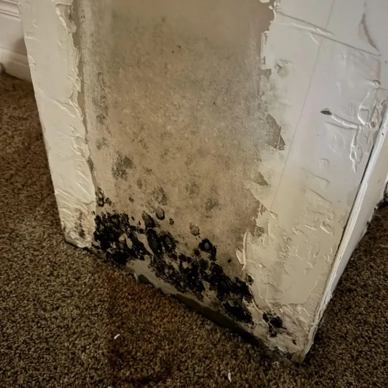 Professional Mold Removal in Audubon, NJ